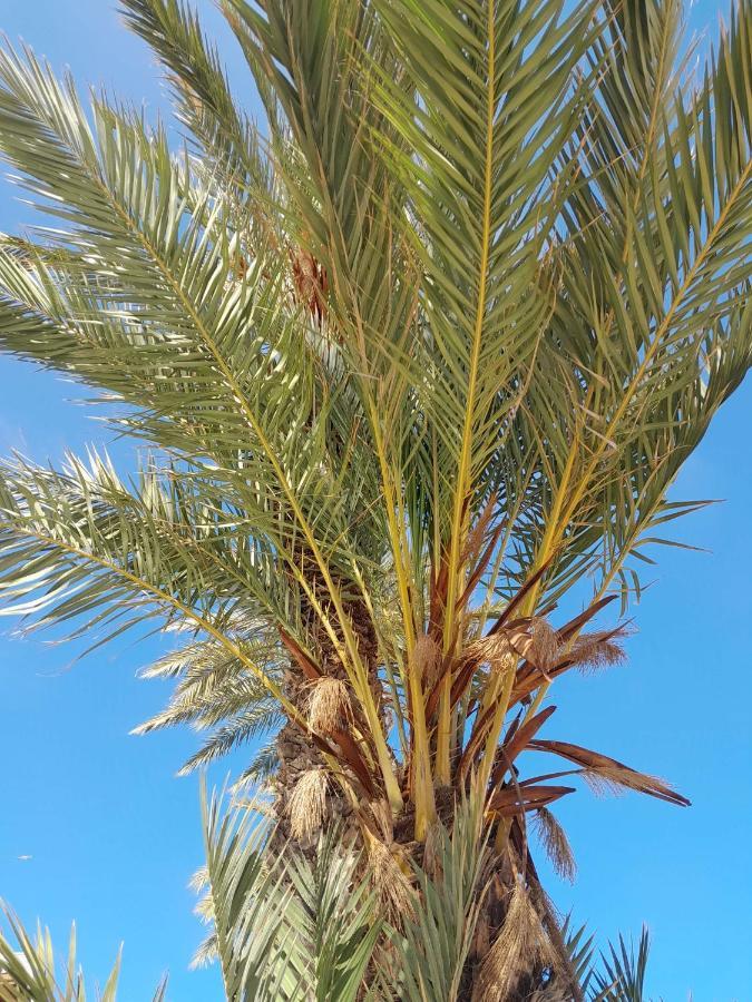 Stylowy Apartament Harmonia Playa Del Cura, Hiszpania Lägenhet Torrevieja Exteriör bild